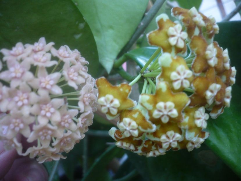 P1500470 - HOYA 2021-2