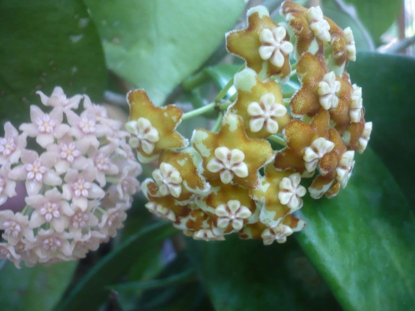 P1500471 - HOYA 2021-2