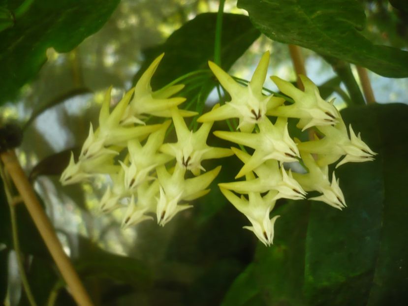 P1500472 - HOYA 2021-2