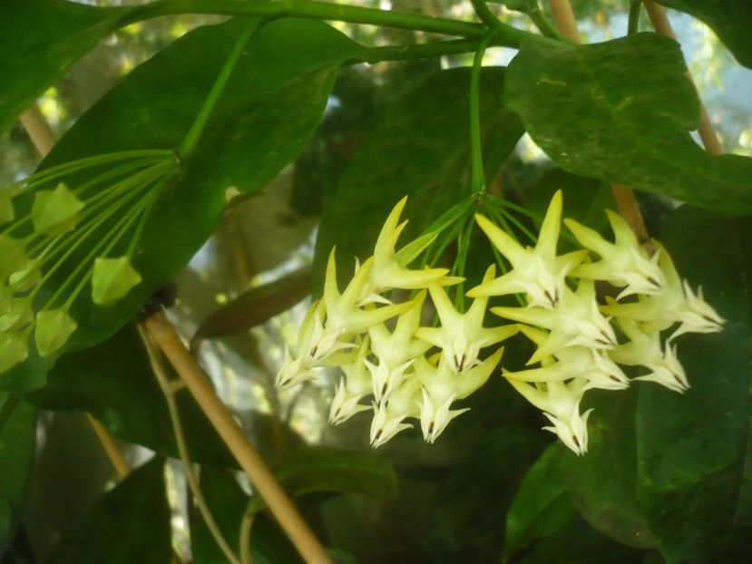 P1500473 - HOYA 2021-2