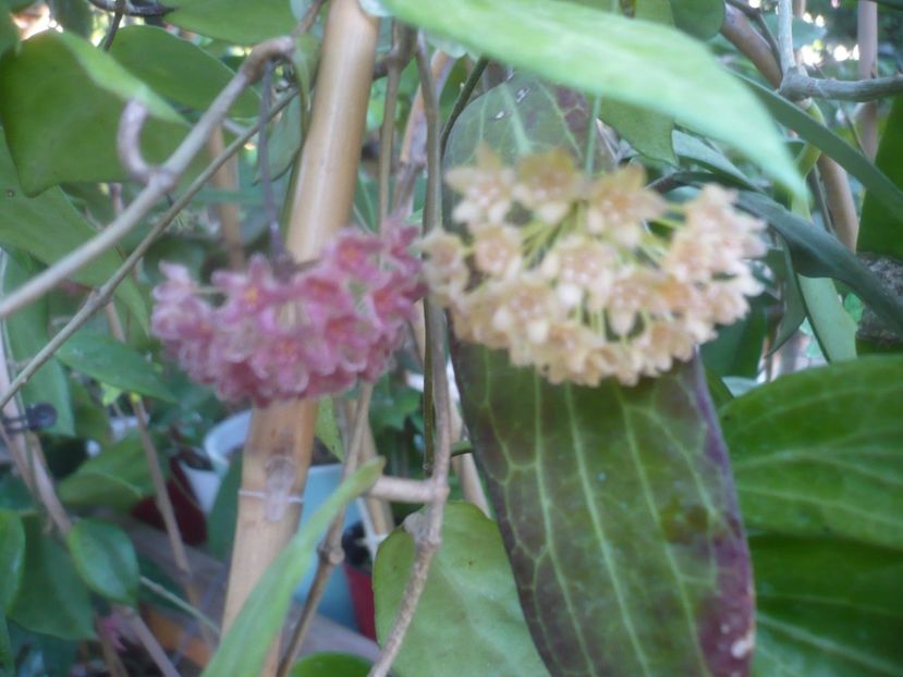 P1500475 - HOYA 2021-2