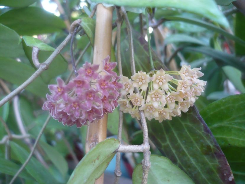 P1500476 - HOYA 2021-2