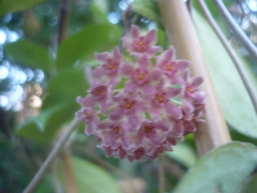 P1500478 - HOYA 2021-2