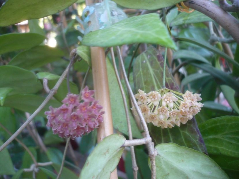 P1500479 - HOYA 2021-2