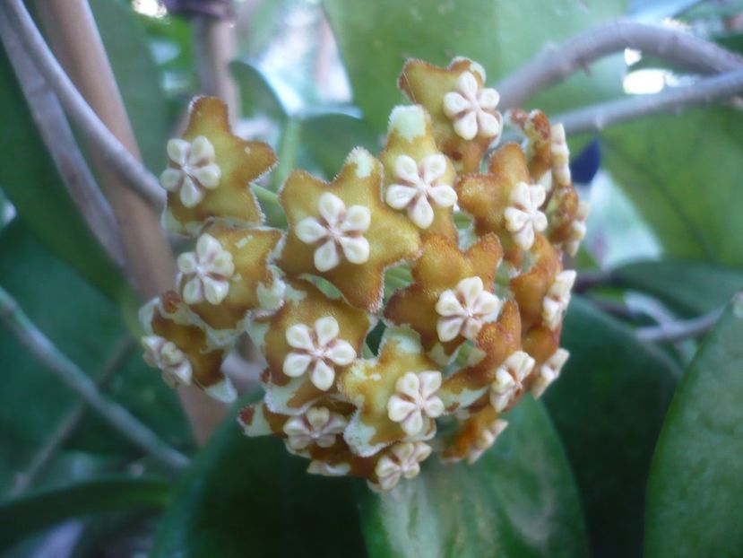 P1500480 - HOYA 2021-2