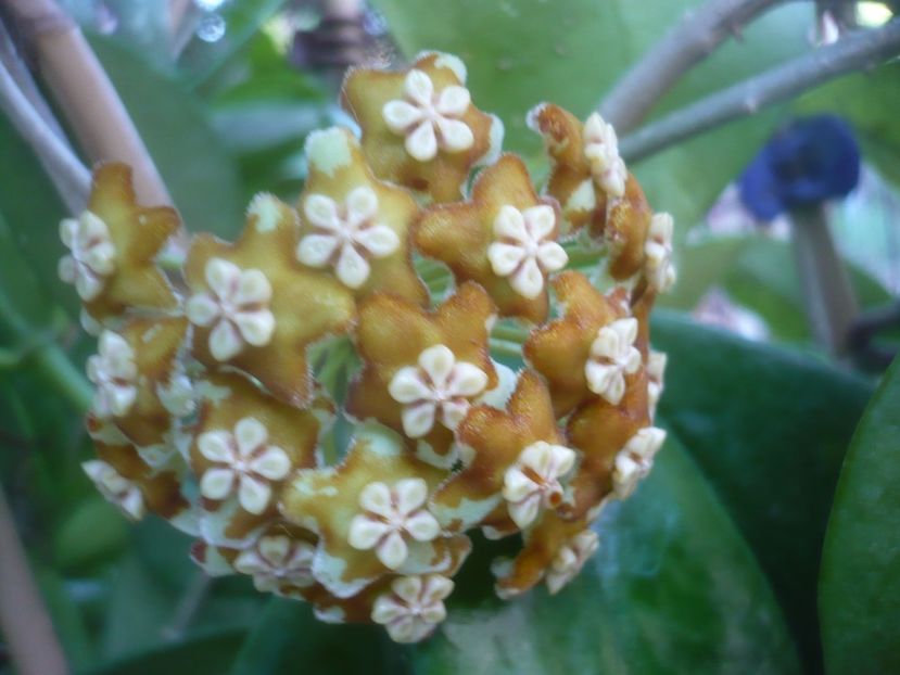 P1500481 - HOYA 2021-2