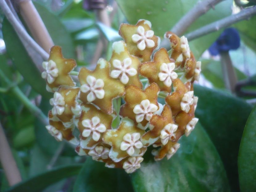 P1500482 - HOYA 2021-2