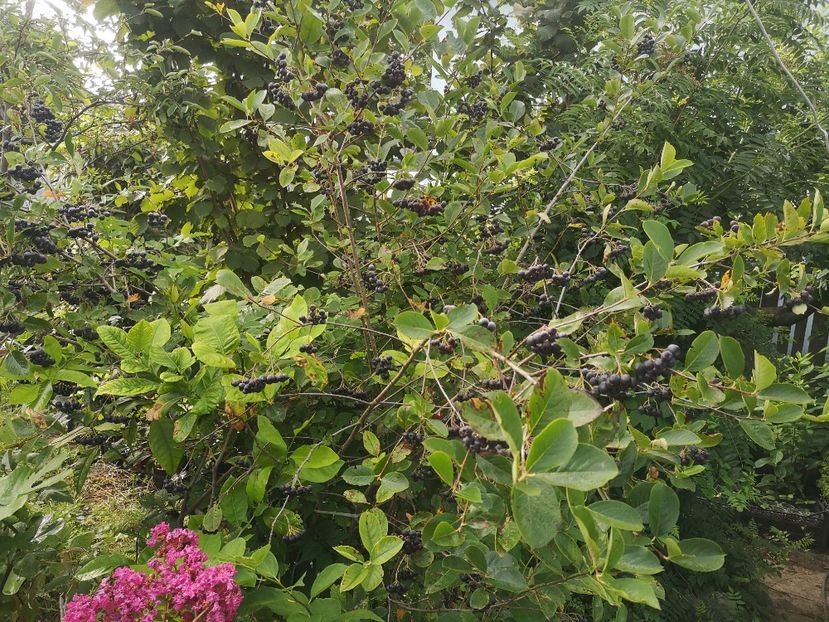  - Arbori fructiferi 2021