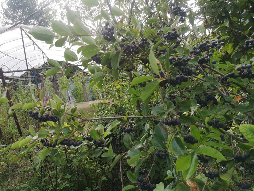  - Arbori fructiferi 2021