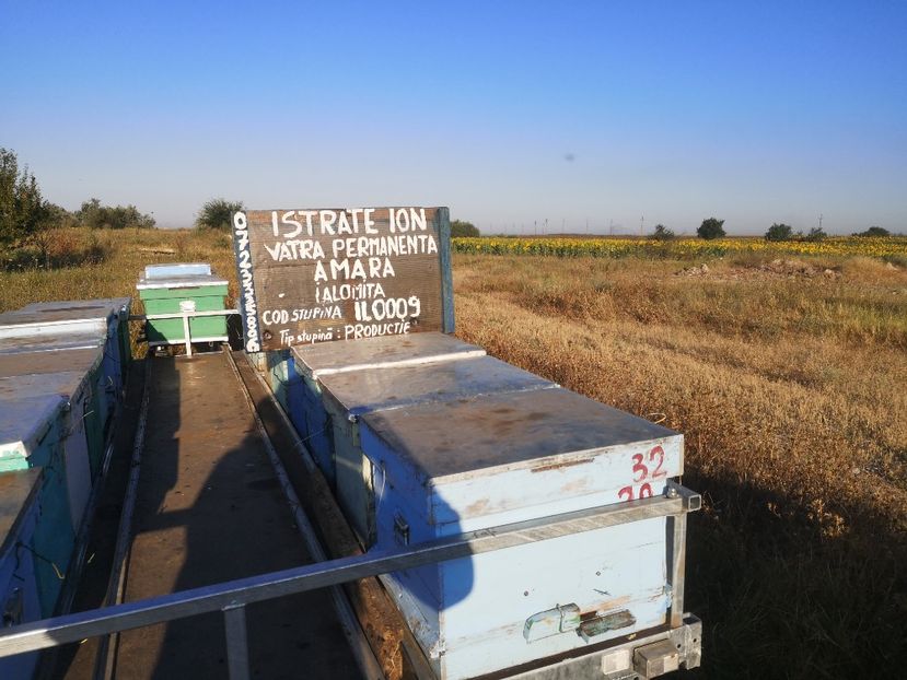 Giurgeni la menta - Apicol 2021