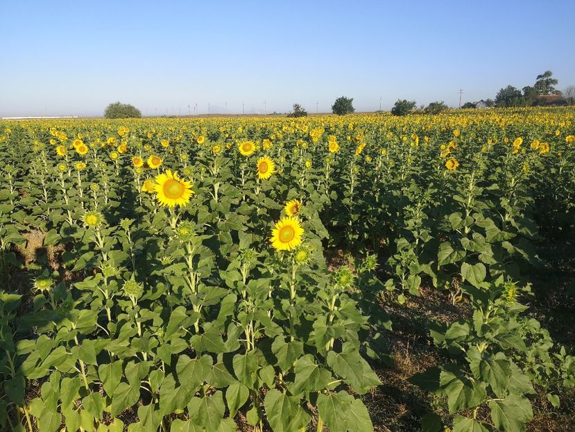 08.08-Giurgeni - Apicol 2021