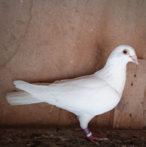 Femela 18-647....-Targoviste - Porumbei vanduti