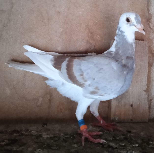 Mascul 21-008...- dragodanesti - Porumbei vanduti