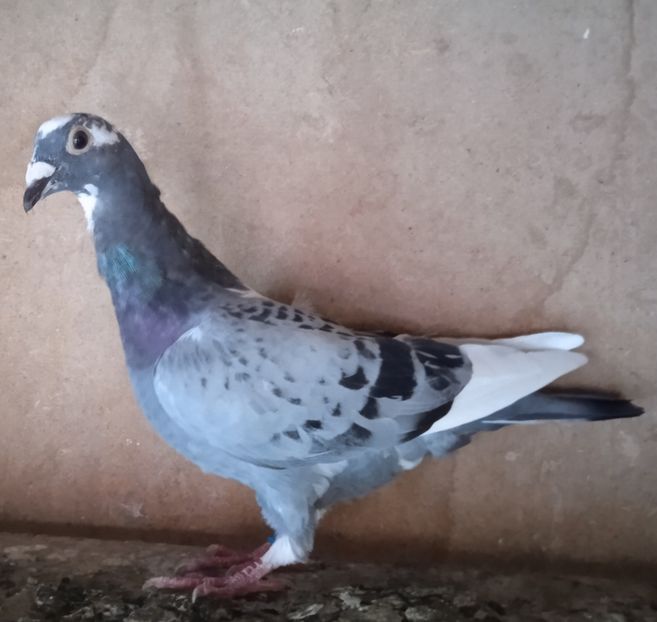 Mascul 21-006...-Pietrosita - Porumbei vanduti