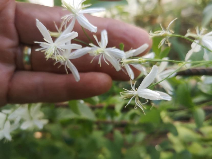 clematita sweet autumn early - clematite 2021