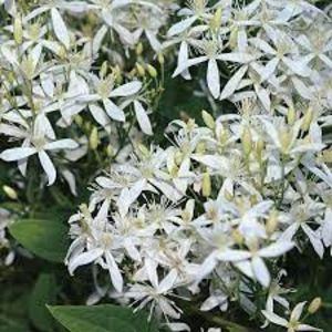 clematita sweet autumn early - Noutati 2021