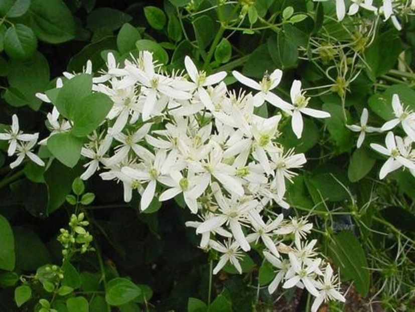 clematis-mandshurica - Noutati 2021