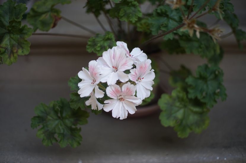Pelargonium Unicorn Zonartic Spring - Mușcate