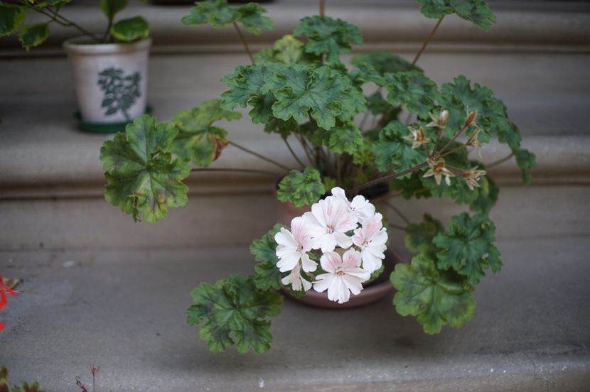 Pelargonium Unicorn Zonartic Spring - Mușcate