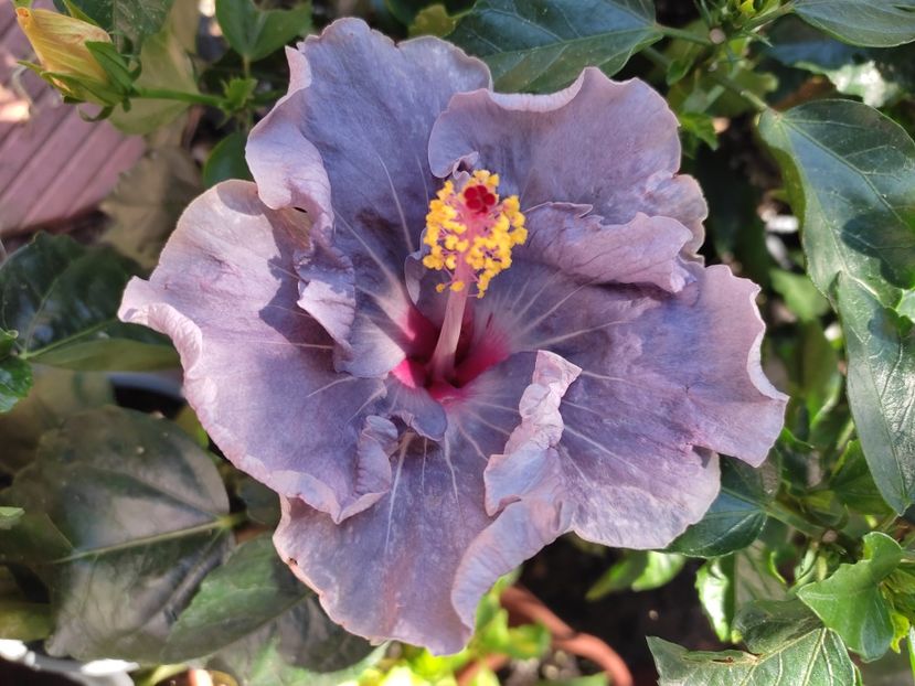  - Hibiscus 2021-2