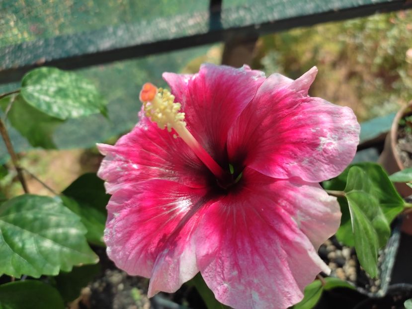  - Hibiscus 2021-2