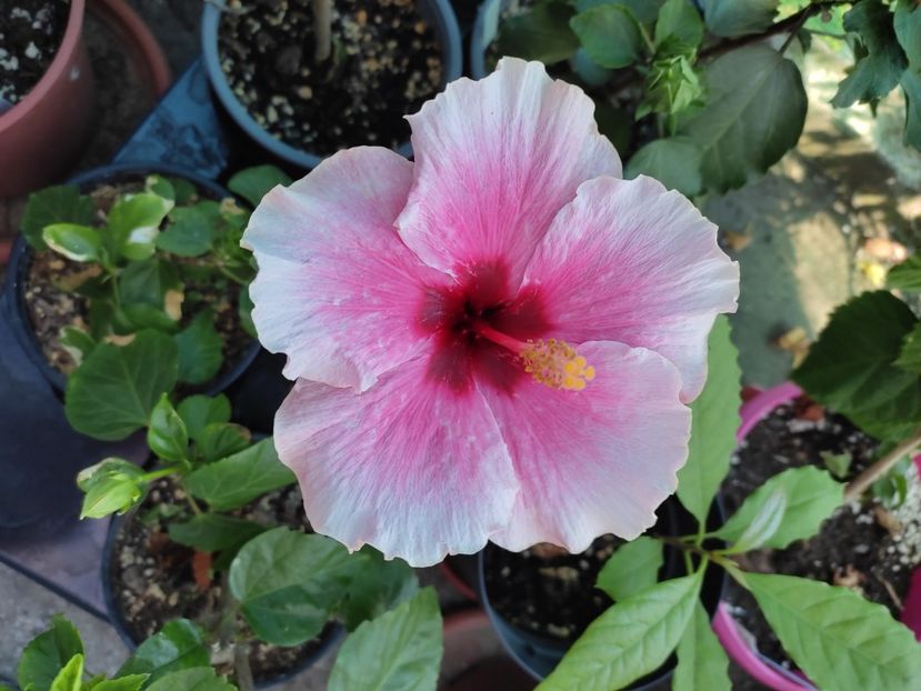  - Hibiscus 2021-2