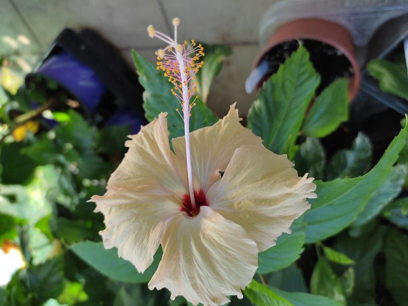  - Hibiscus 2021-2