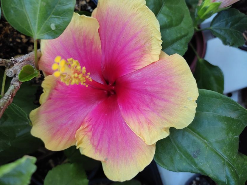  - Hibiscus 2021-2