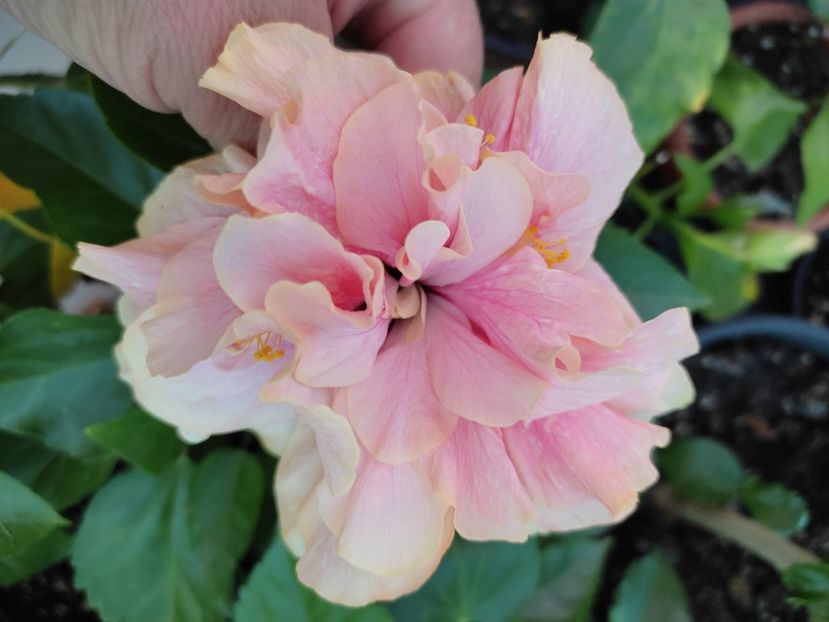  - Hibiscus 2021-2