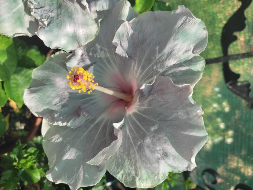  - Hibiscus 2021-2