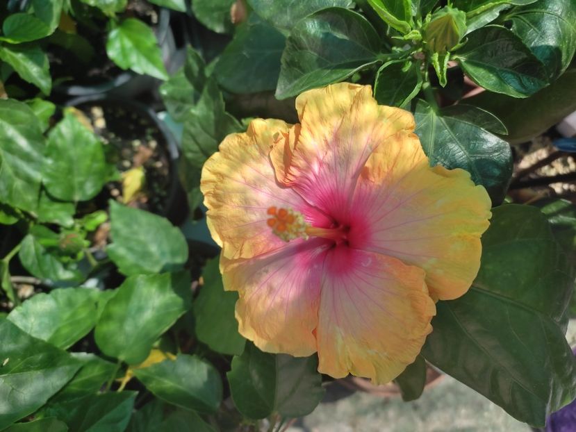  - Hibiscus 2021-2