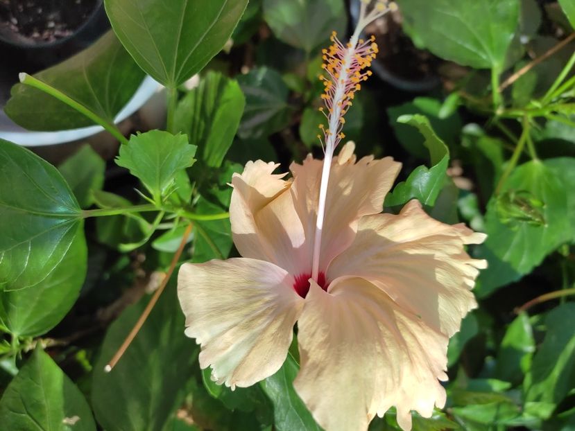  - Hibiscus 2021-2