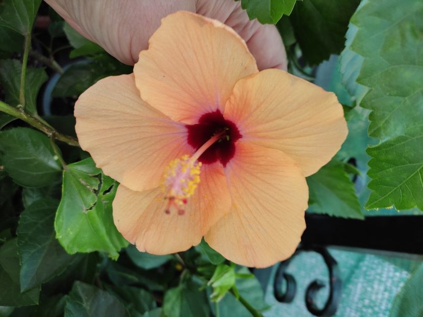  - Hibiscus 2021-2