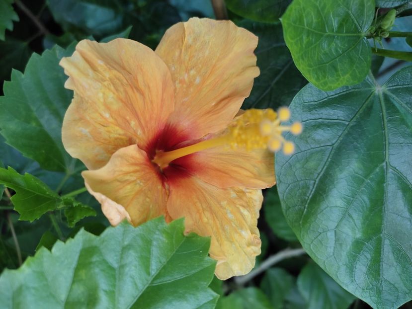  - Hibiscus 2021-2