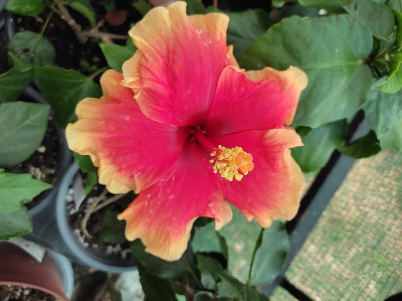  - Hibiscus 2021-2