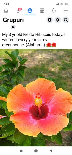 Screenshot_2021-08-03-01-34-11-361_com.facebook.katana - Hibiscus 2021-2