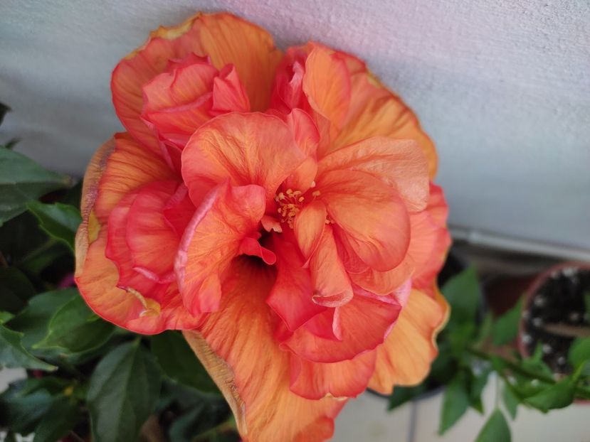  - Hibiscus 2021-2