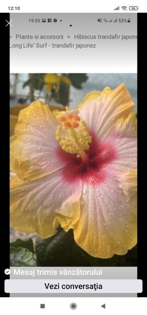 Screenshot_2021-07-25-12-10-57-906_com.facebook.katana - Hibiscus 2021-2