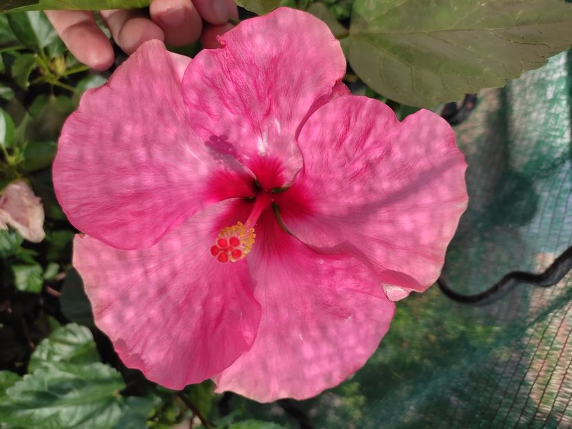  - Hibiscus 2021-2