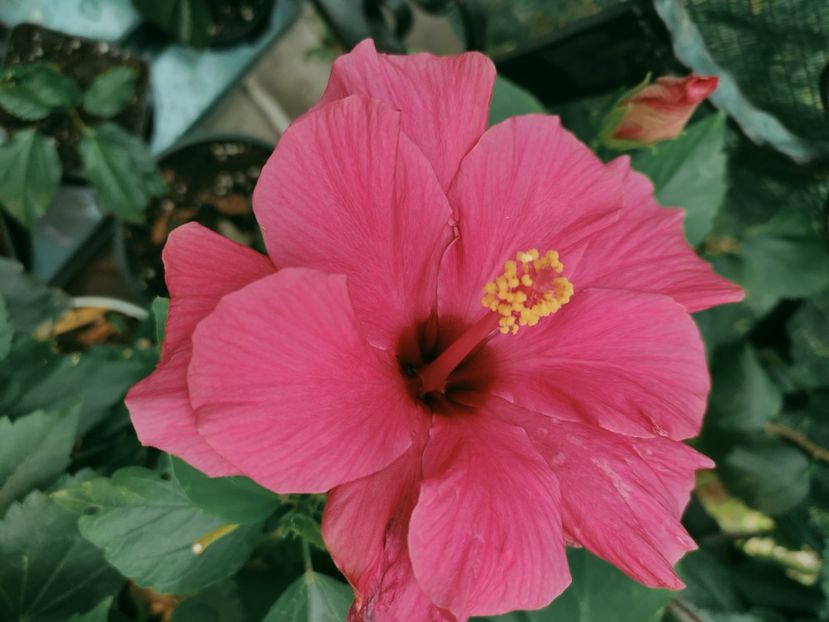  - Hibiscus 2021-2
