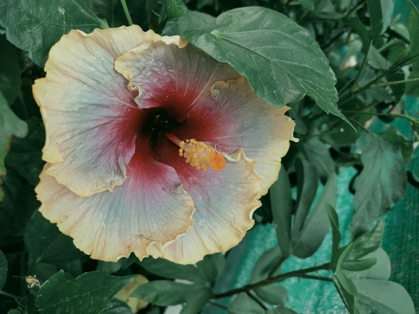  - Hibiscus 2021-2