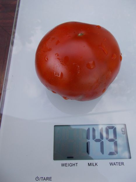  - SEMINTE ROSII - T 671 BORDO