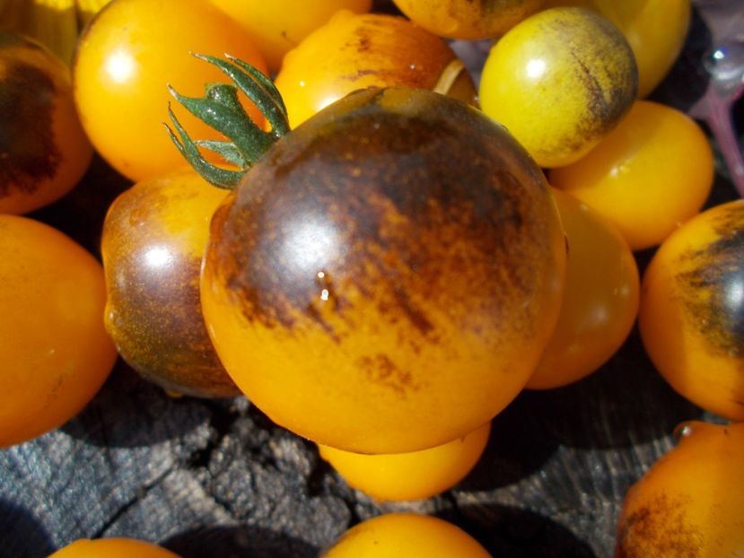  - SEMINTE ROSII - T 748 INDIGO FIREBALL