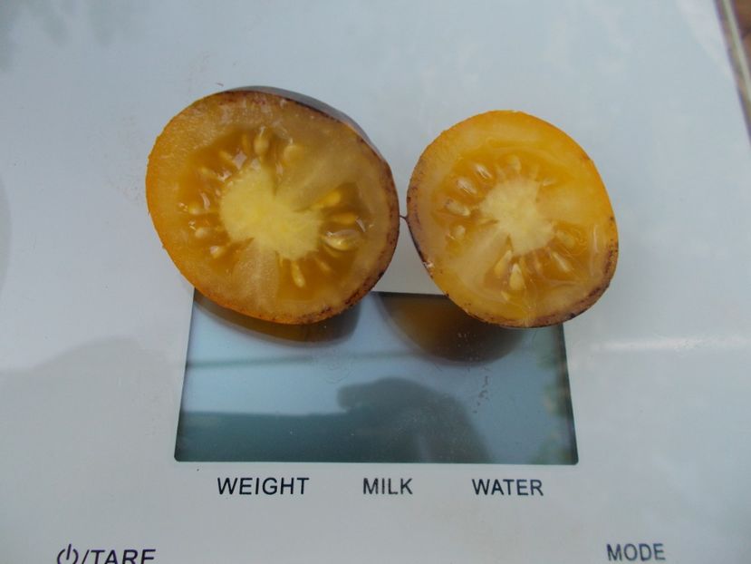  - SEMINTE ROSII - T 748 INDIGO FIREBALL