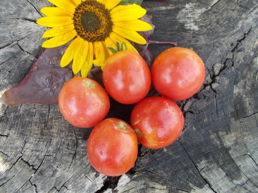  - SEMINTE ROSII - T 780 KEMEROVETS