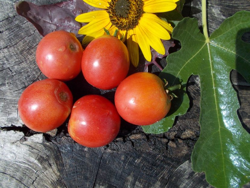  - SEMINTE ROSII - T 780 KEMEROVETS