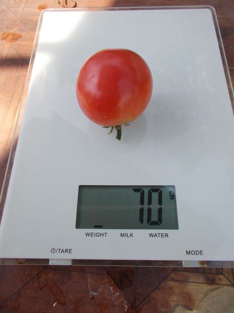  - SEMINTE ROSII - T 780 KEMEROVETS