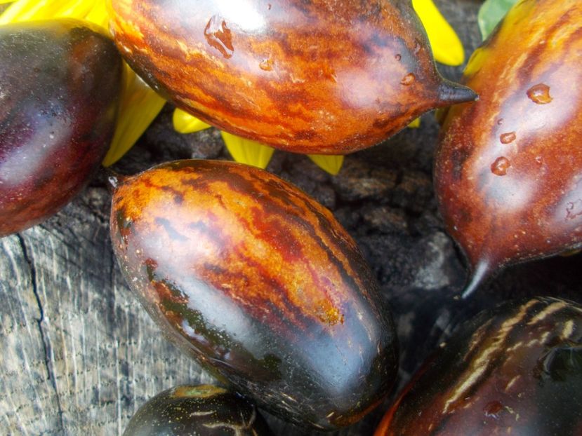  - SEMINTE ROSII - T 702 BOXING SCHADOW LONG PAINTED