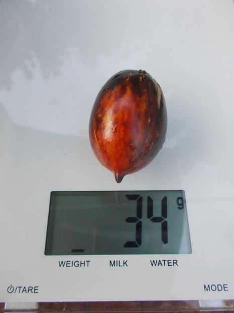  - SEMINTE ROSII - T 702 BOXING SCHADOW LONG PAINTED