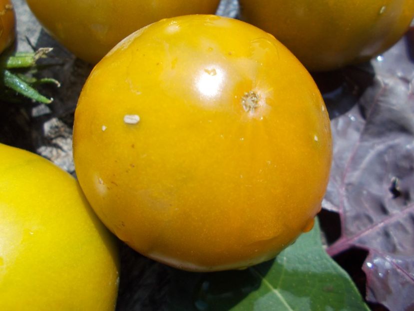  - SEMINTE ROSII - T 767 IRISCHER LIKOR